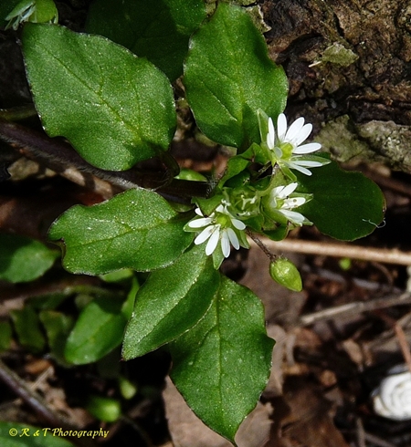 {Stellaria media}